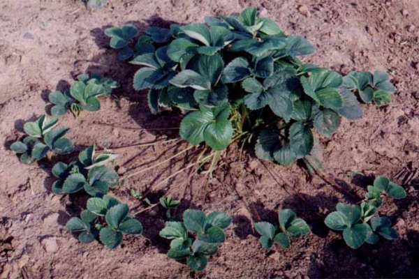  In mid-July, you can plant a new ridge with rosettes that appeared on the mustache of selected bushes.