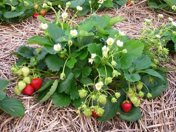  Strawberry Moscow delicacies bloom about a month after planting and bear fruit from May to autumn frosts