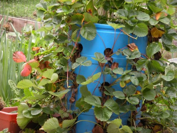  Sprouted strawberries in a plastic barrel