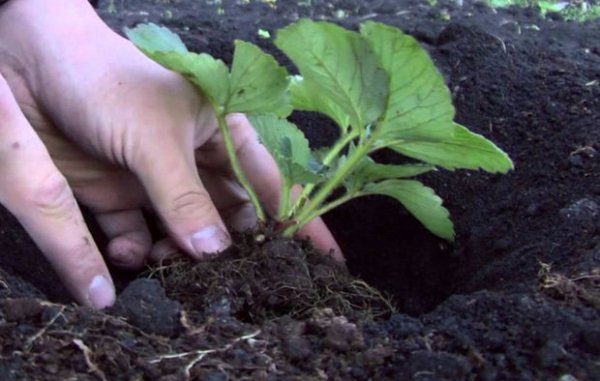  Choosing and proper planting strawberry seedlings - the key to high yield