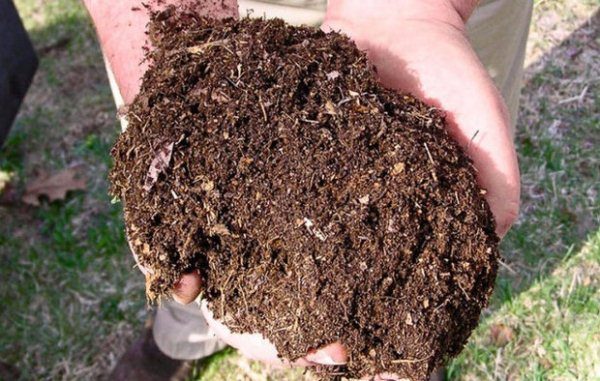  2-3 weeks before planting strawberry seedlings, the soil must be fed