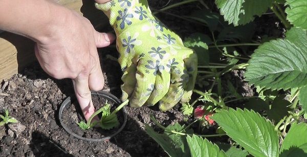  Breeding strawberry lord mustache