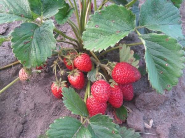  The type of soil will depend on the yield of strawberry Vicoda