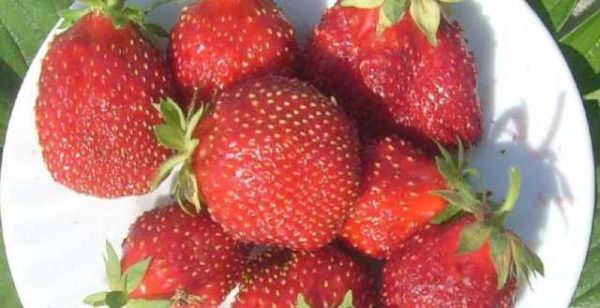  Primo piano di marshmallow fragola matura