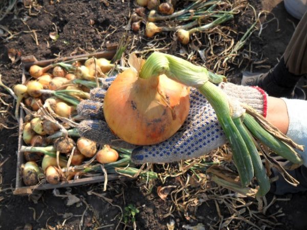  Onion centurion on hand close up