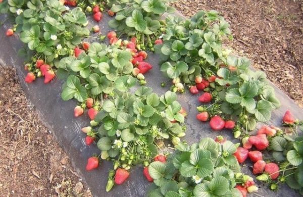  Cardinale di fragole in giardino