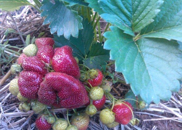  Vicoda already in the first year can please a good harvest