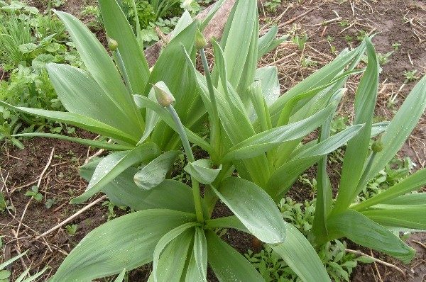  Due to the content of steroids, alkaloids, saponins and other substances, Suvorov's onions are used in pharmacology for the production of certain drugs.