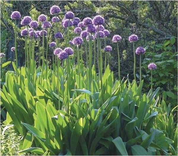  Suvorov's bow is distinguished by precocity, resistance to diseases and pests, very beautiful flowering