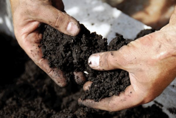  The soil under the strawberry area should be light in texture and well moistened.