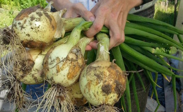  Giant Onion Variety