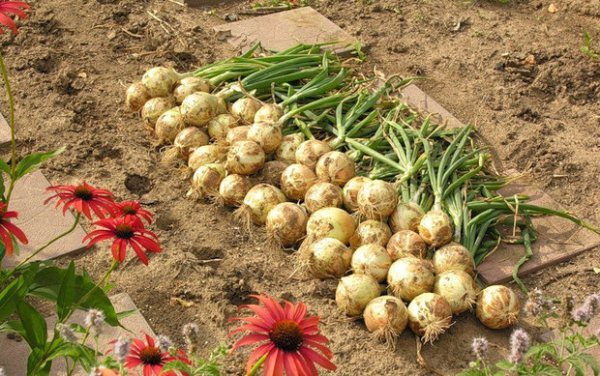  Onion harvest