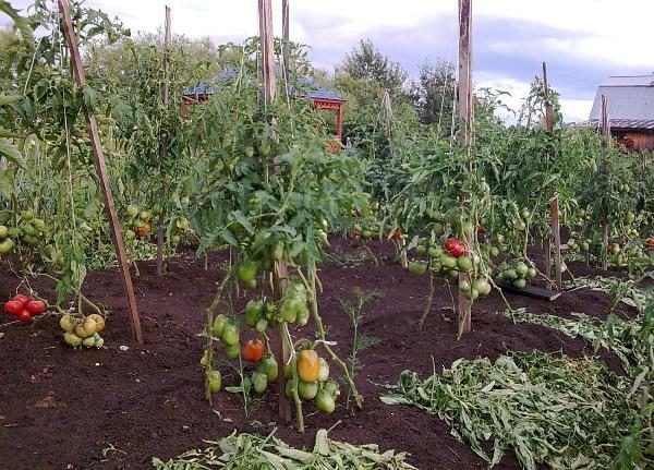  Tomatele se îngroașă pe un piedestal de De Barao