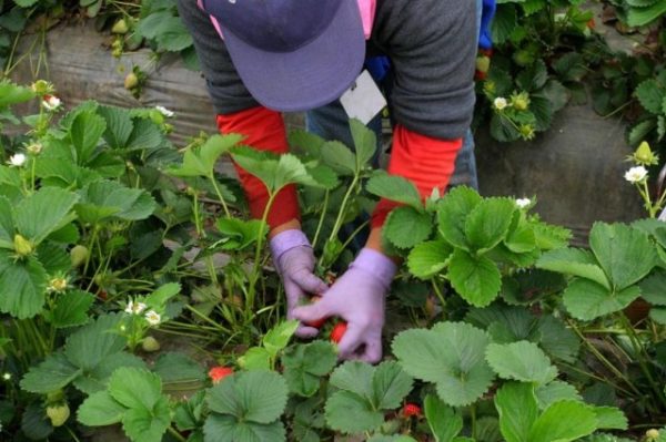  Harvesting strawberries
