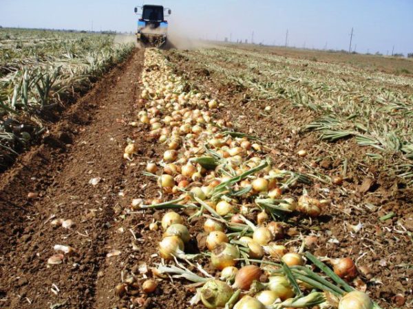  Harvesting onions