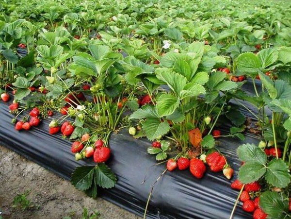  Properly selected area will not only get a high yield, but also will allow the prevention of many diseases