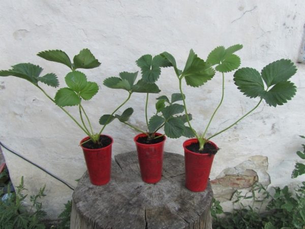  Strawberry seedlings marshal