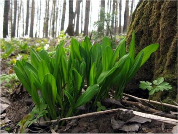 In Tibetan medicine, all parts of the plant are used to treat chronic gastritis, neurasthenia, asthmatic cough.