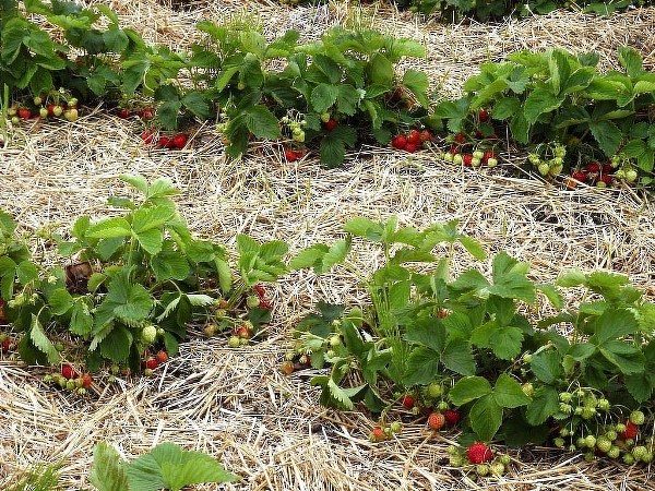  Mulch will help retain moisture and prevent weed growth