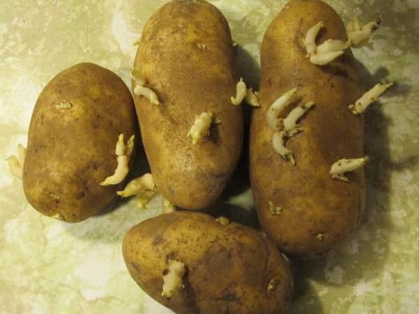  Patate di semi Aurora con germogli