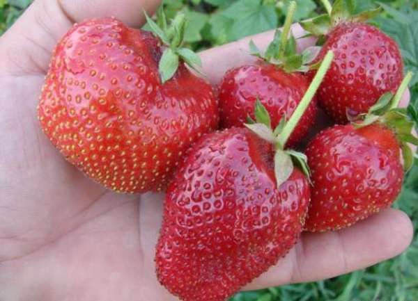  Strawberry Kama