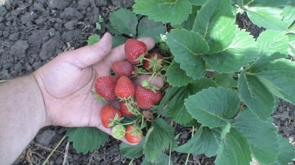  Meglio di tutto, la fragola Kama cresce su terreni leggermente acidi e neutri.