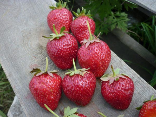  Strawberry variety Crown mid-early, fruiting period - long
