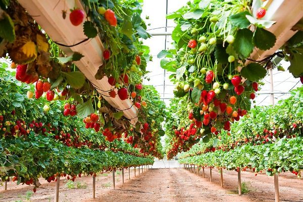  The profitability of the business of growing strawberries is quite high