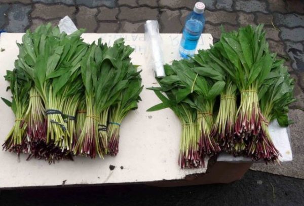 Bear Onion Bundles After Harvest