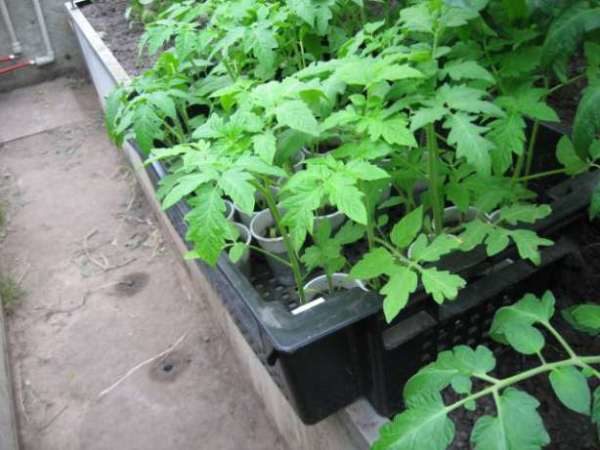  Mudas de tomate Príncipe Negro