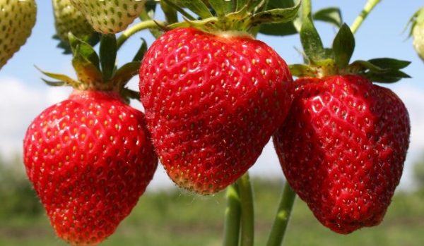  Strawberry closeup