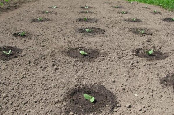  Flower beds with watermelon