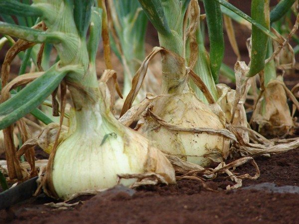 Nitrogen, potash, phosphate and magnesium fertilizers should be used to feed the Exibishen onion.