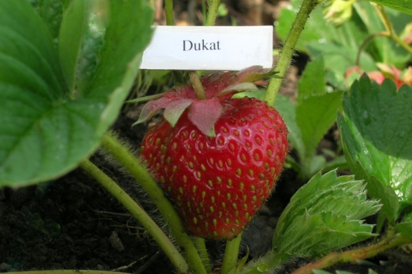  Strawberry Ducat: description and characteristics of the variety, planting, care
