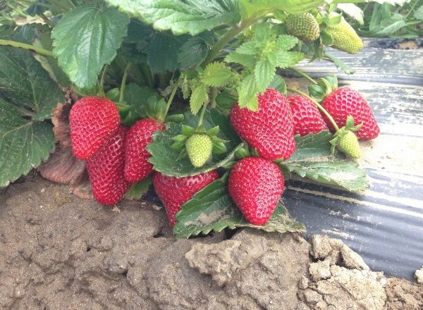  Renovated Monterey Strawberry