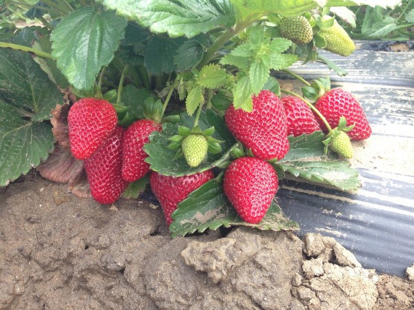  Renovated Monterey Strawberry