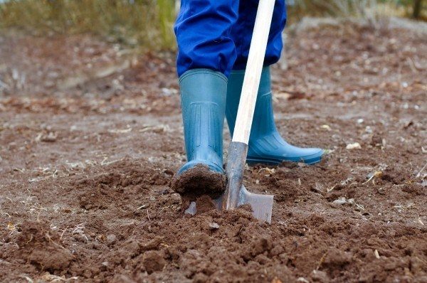  La formula di patate fertilizzanti contribuisce al campo di scavo