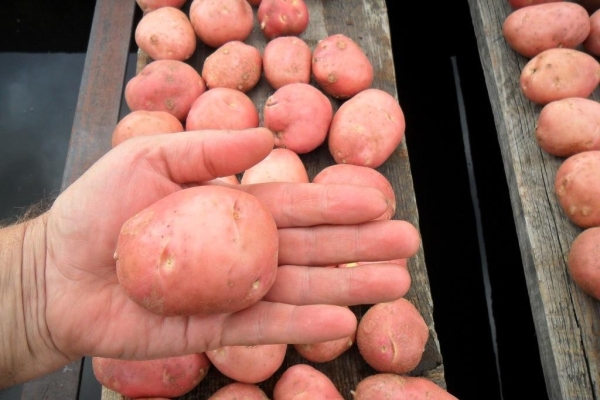  To increase yields, seed need to be updated every five years.