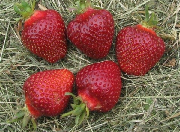  The variety is fruitful, easily transfers wintering, adapts to various types of soil
