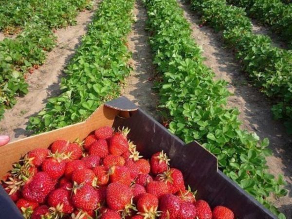  Strawberry berry grown under mulching