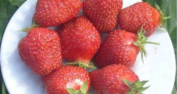  Strawberry ampelnaya on a plate close-up