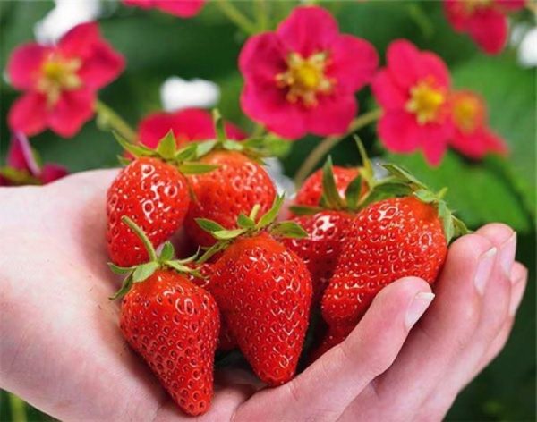  Tuscany strawberries have a conical shape