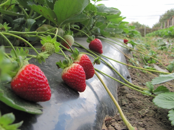  From one square meter can be collected from 15 to 50 kg of strawberries, depending on the variety