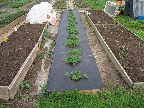  The future harvest depends on how the strawberry beds were prepared.