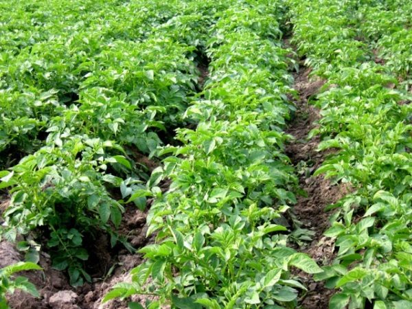  One and a half months after planting, Vineta's potatoes must be spud