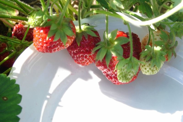  Strawberry Symphony varieties: description, planting and care, diseases and pests