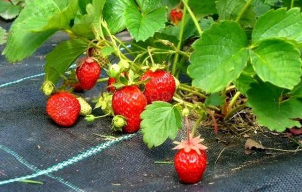  Strawberry berry from agrofibre under