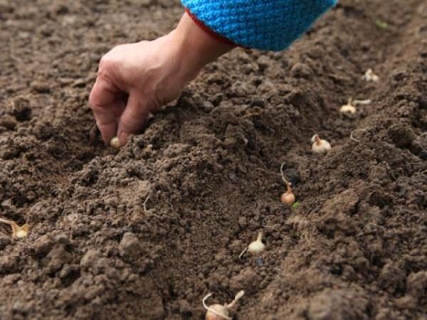  Planting sevka better to produce in early spring