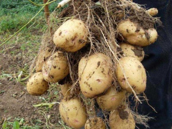  In media, un cespuglio di Aurora può formare fino a 10 - 20 tuberi