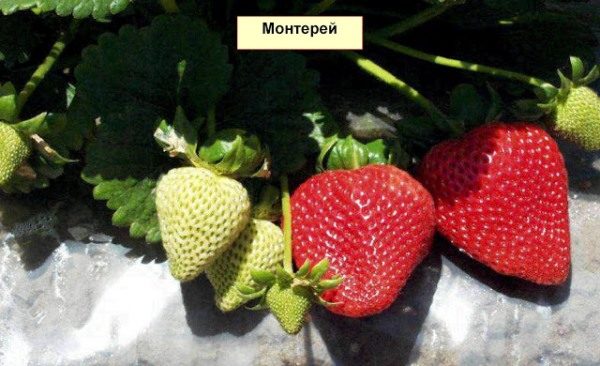 Monterey strawberry bushes are very fruitful - there can be up to fourteen flower stalks on one